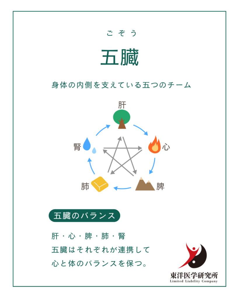五臓